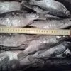 вяленая рыба от производителя в Астрахани и Астраханской области 3