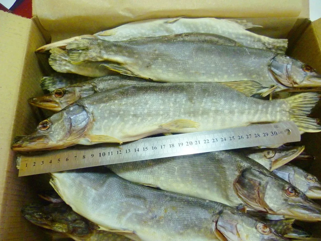 рыба вобла в Астрахани
