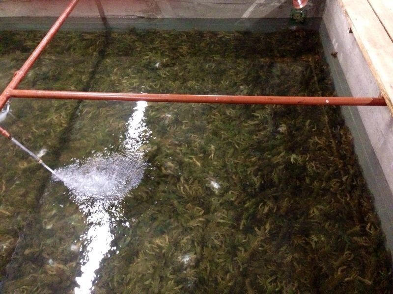 Выращивание раков в домашних условиях аквариум
