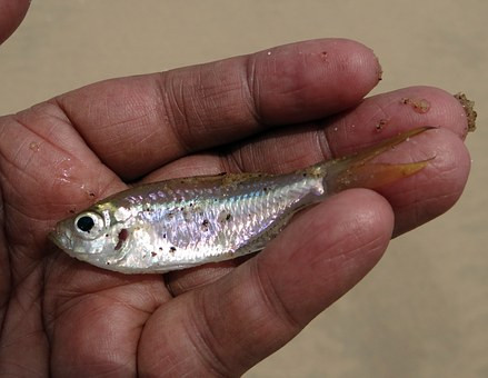 В водные артерии Волгоградской области выпущено более миллиона мальков ценных пород рыб