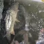 рыба живая прудовая в Волгограде