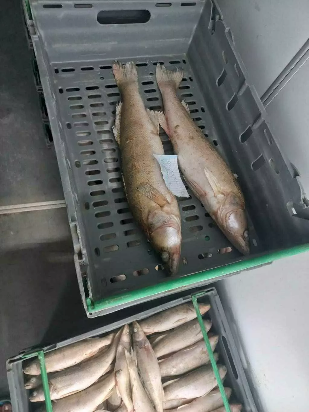 свежемороженая рыба без посредников в Волгограде 8