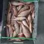 свежемороженая рыба без посредников в Волгограде 5