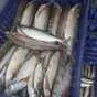 свежемороженая рыба без посредников в Волгограде 4