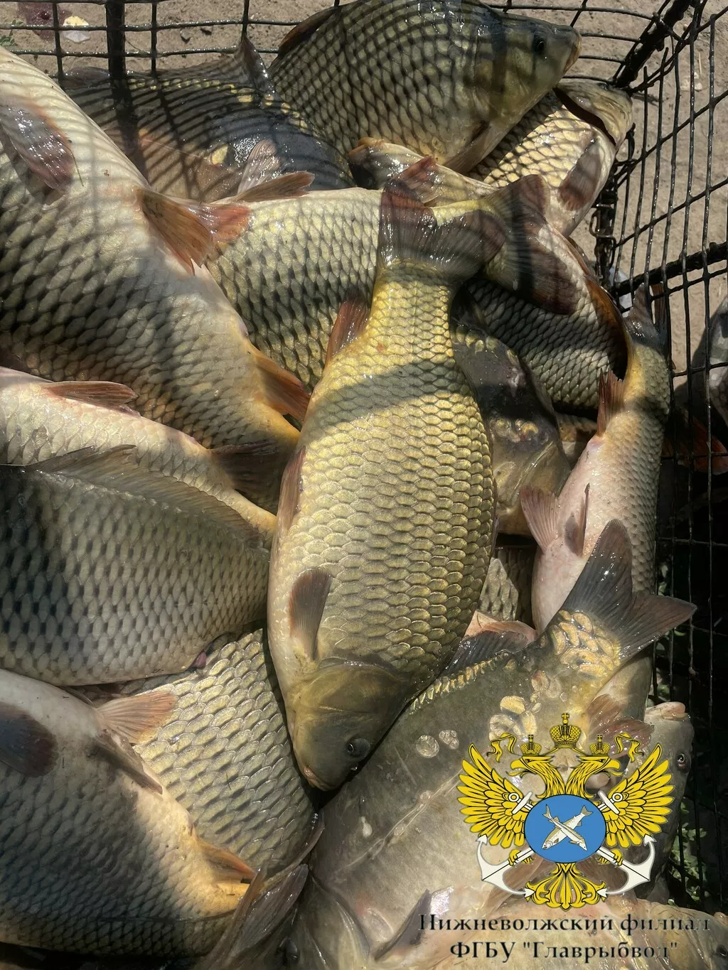 фотография продукта Реализуем товарную рыбу!